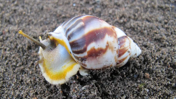 Caracol Caminando Por Suelo —  Fotos de Stock