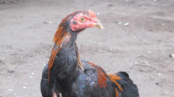 Ayam Kampung Galo Grande — Fotografia de Stock
