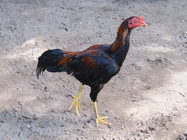 Ayam Kampung Gallo Pie Suelo —  Fotos de Stock