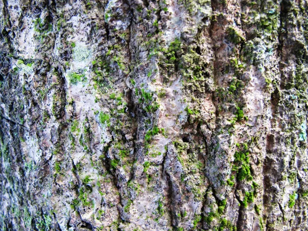 Mango Tree Bark Texture Tropical Plant — 스톡 사진