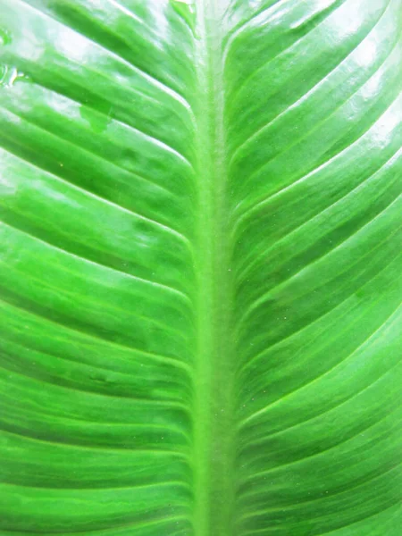 Large Green Leaf Texture Tropical Plant — Stock Photo, Image