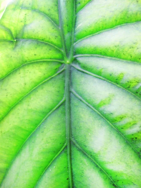 Texture Material Green Leaf — Stock Photo, Image
