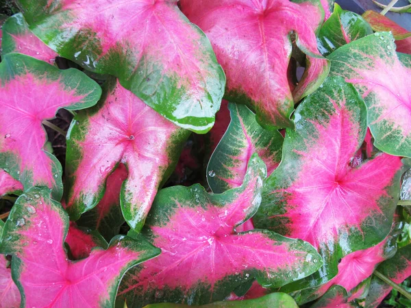 Red Color Leaf Texture Tropical Plant — Stock Photo, Image