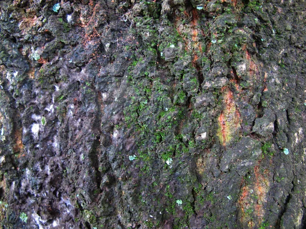 Texture Material Dark Wood Bark — Stock Photo, Image