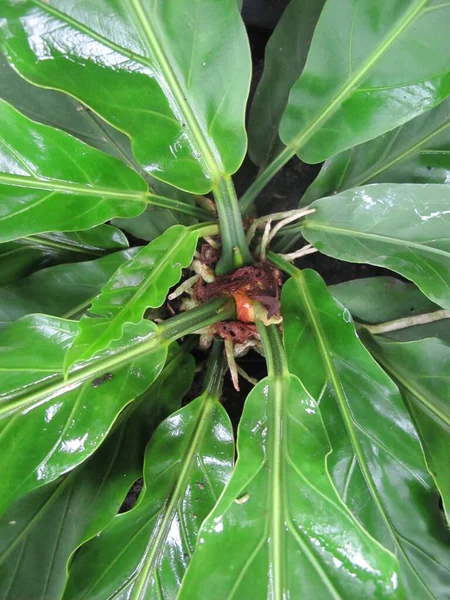 Anthurium Araceae Gelombang Cinta Trópusi Növény — Stock Fotó