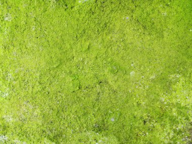 Doğal yeşil duvar dokusu