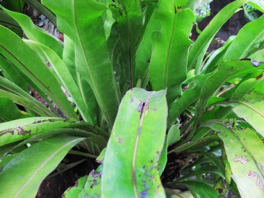 Araceae, pteridophyta, paku-pakuanm, tropikal bitki