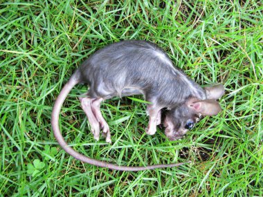 Siyah Fare cesedi çimlerin üzerinde