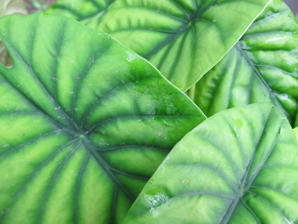 Matériel Grandes Feuilles Tropicales Vertes — Photo