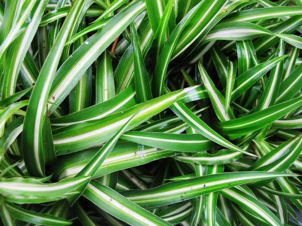 Πράσινο Και Λευκό Χρώμα Τροπικά Φυτά — Φωτογραφία Αρχείου