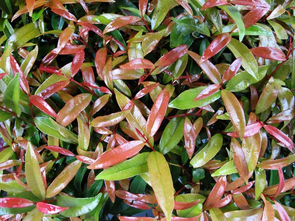 Texture Des Plantes Tropicales Feuilles Rouges — Photo