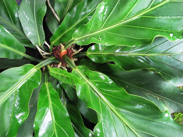 Gelombang Cinta Anthurium Araceae Trópusi Növény — Stock Fotó