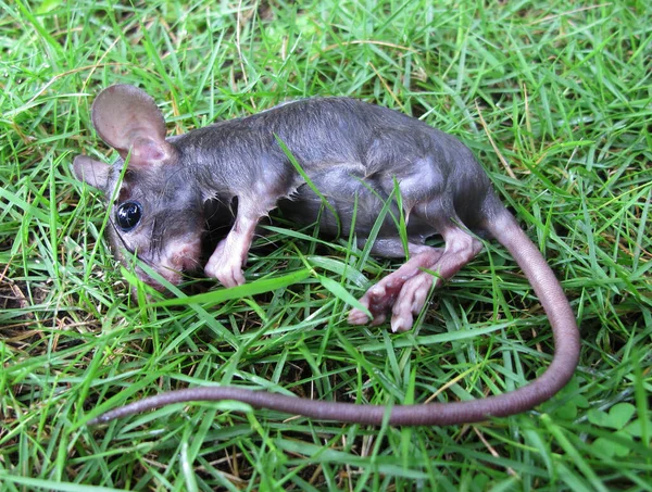 老鼠尸体躺在草地上 — 图库照片