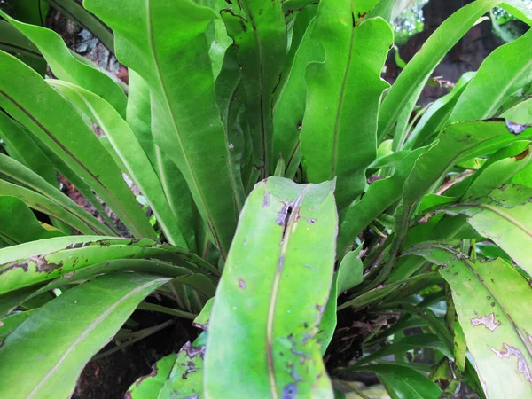 Araceae Pteridophyta Paku Pakuanm Trópusi Növény — Stock Fotó