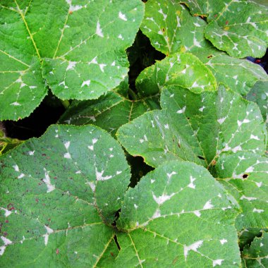 Balkabağı yaprağının dokusu