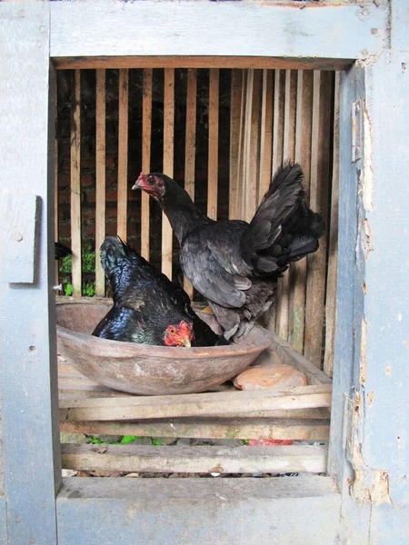 Ayam Kampung Kurczak Klatce — Zdjęcie stockowe