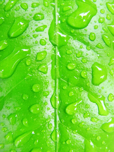 Groen Blad Met Waterdruppels — Stockfoto