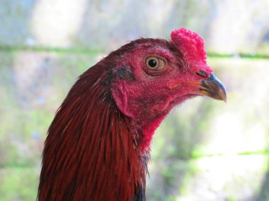 Erkek Tavuk Kafasının Kapalı Portresi