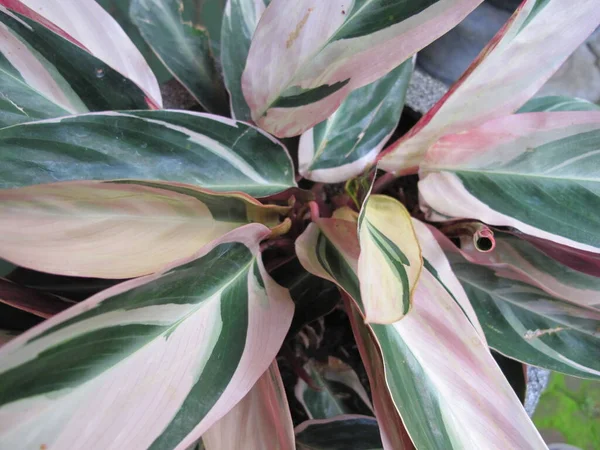 Plantes Tropicales Avec Feuilles Couleurs Vertes Blanches — Photo