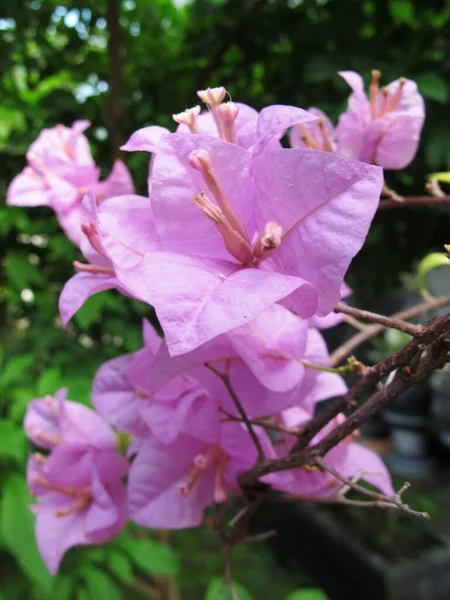 Tropische Plant Mooie Roze Bougenville Bloem Fotografie — Stockfoto
