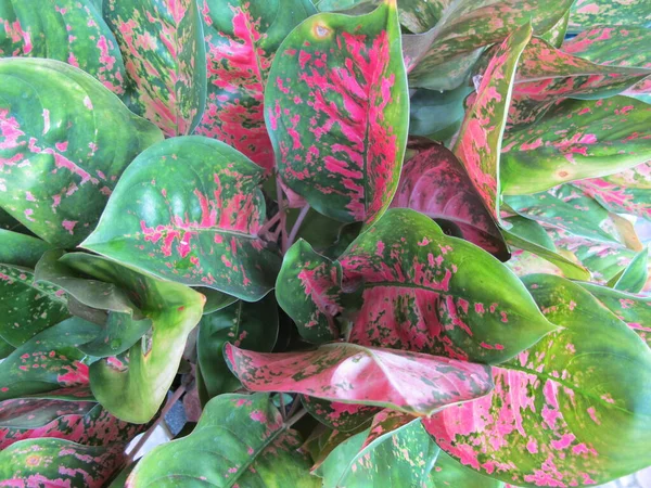 Plantes Tropicales Feuilles Vertes Avec Motif Taches Rouges — Photo