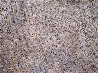 Hindistan cevizi ağacının dokusu, hindistan cevizi ağacı yaprakları, hindistan cevizi bitkisinin bir parçası.