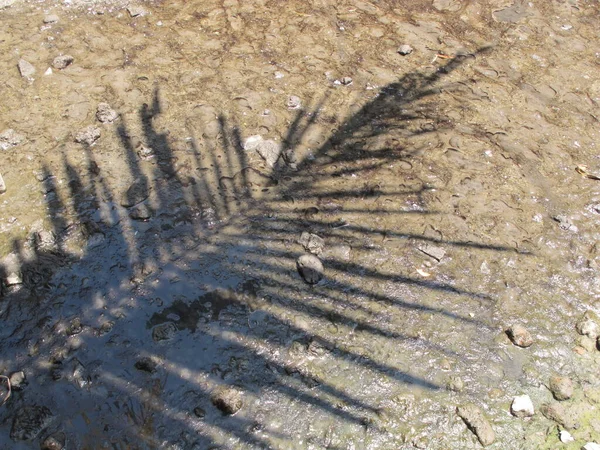 Тени Листьев Кокосовых Деревьев Водянистых Почвах — стоковое фото