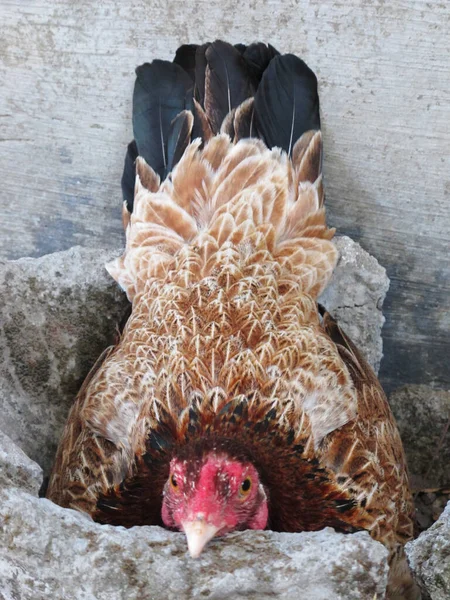 Brown Domestic Chicken, Female Chicken or Hen Incubating Her Own Eggs