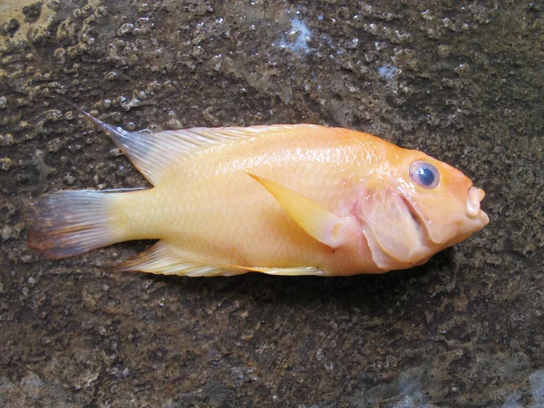 Yerdeki Kırmızı Şeytan Cichlid Balığı — Stok fotoğraf