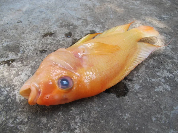 Cadáver Diabo Vermelho Cichlid Asian Fish Deitado Chão — Fotografia de Stock