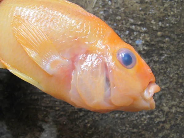 Close Van Red Devil Fish Head — Stockfoto