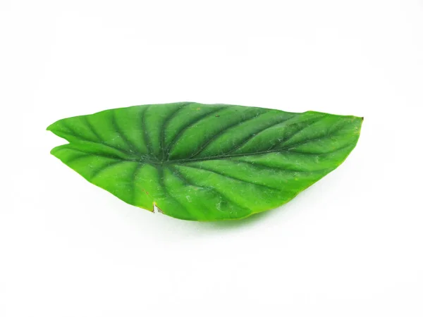 Green Foliage Terisolasi White Background Anthurium Elephant Ear Plant — Stok Foto