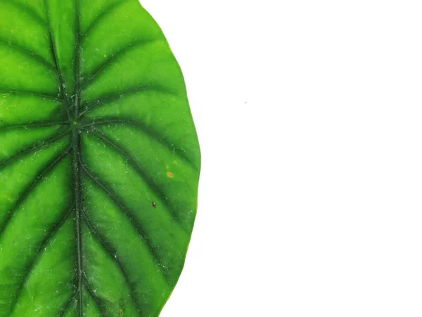 Anthurium Groene Bladeren Geïsoleerd Witte Achtergrond — Stockfoto