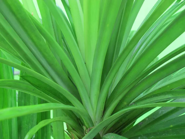 Friss Pandan Vagy Pandanus Zöld Levél Trópusi Növény — Stock Fotó