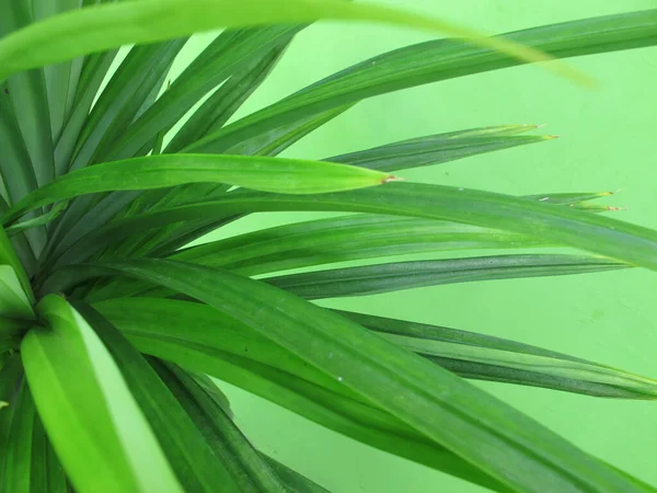 Pandane Pandanus Plante Verte Tropicale Asiatique — Photo