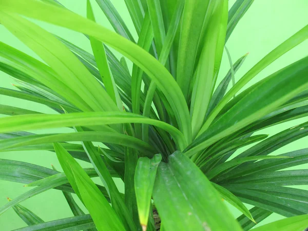 Green Pandanus Leaves Tropical Green Plant Photography — стокове фото