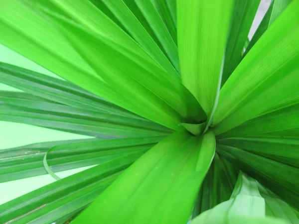 Pandan Leaf Schroef Palm Pandanus Plant — Stockfoto