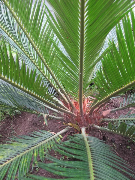 Green Tropical Palm Leaves Tropical Nature Photography — Photo