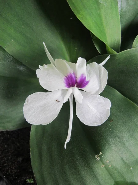 Indonesian Tropical Plant Aromatic Ginger Kaempferia Galanga — Stock Photo, Image