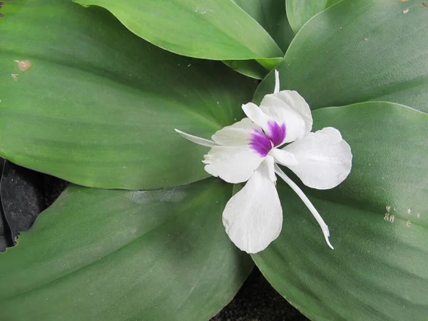 Flower Aromatic Ginger Kencur Indonesian Tropical Plant — Stock Photo, Image