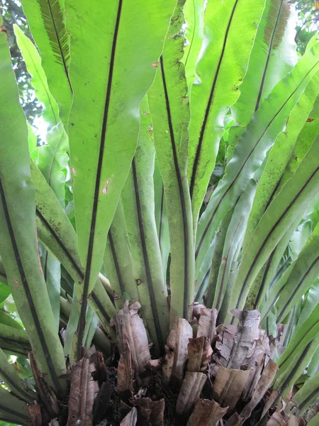 Fresh Growing Fern Asian Tropical Plant Photography — Stock Photo, Image