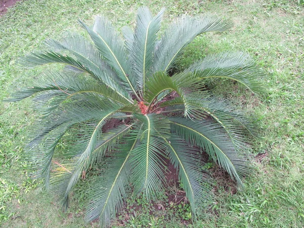 Cycas Revoluta Tropical Green Plant Perspective View — 图库照片