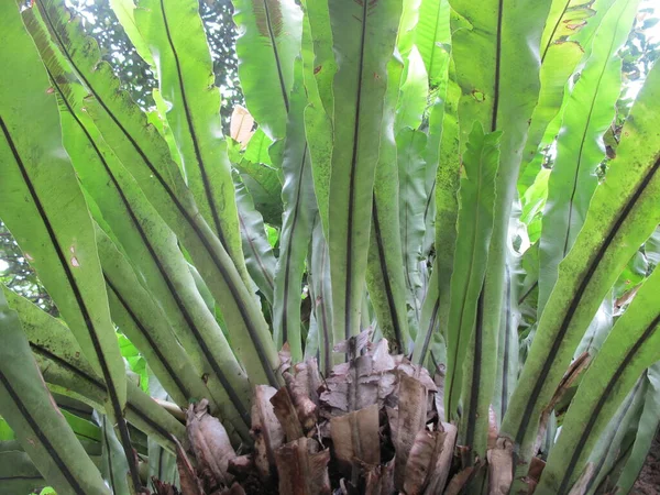 绿蕨类 亚洲热带植物 自然摄影 — 图库照片