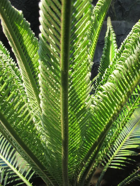 Textura Hoja Palma Planta Tropical Verde Vista Frontal — Foto de Stock