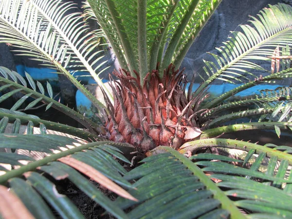 热带棕榈树在花园里 自然摄影 — 图库照片