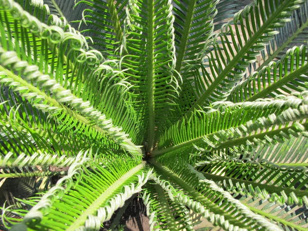 Green Palm Leaf Texture Tropical Plant Photography — Stock Photo, Image