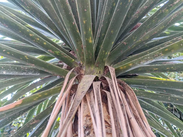 Palmier Tropical Gros Plan Feuilles Palmier Vert — Photo