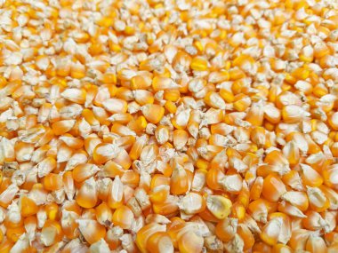 Kuru mısır taneleri doku arkaplanı, görünümü kapat