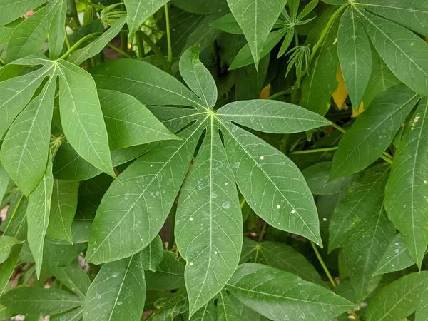 Cassava Liście Tła Zielona Tropikalna Roślina — Zdjęcie stockowe