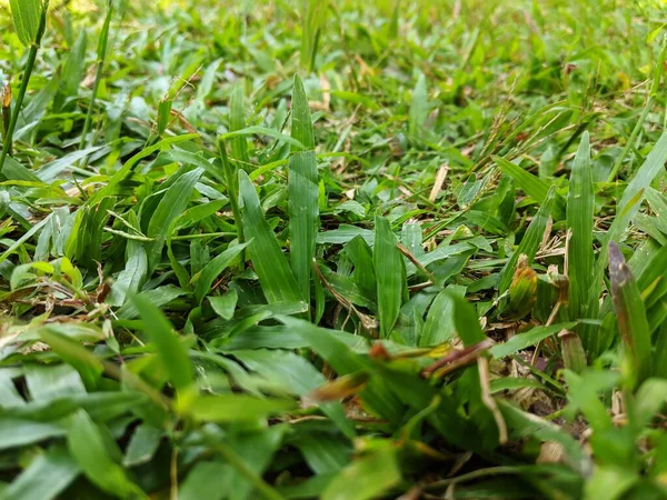 Φυσικό Πράσινο Γρασίδι Φόντο Υφή Close View — Φωτογραφία Αρχείου